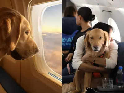 dog airlines