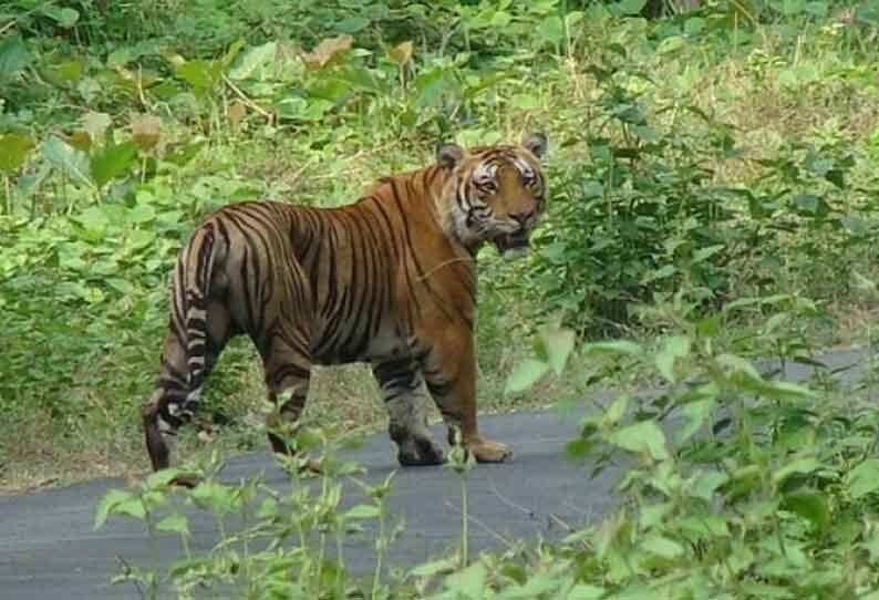 ஆட்கொல்லி புலியை சுட்டுப்பிடிக்க எதிர்ப்பு; வழக்கு நாளை விசாரணை!