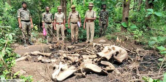 கோவை அருகே ஆண் காட்டுயானை சடலம் கண்டெடுப்பு... தந்தங்களுக்காக கொல்லப்பட்டதா? என விசாரணை