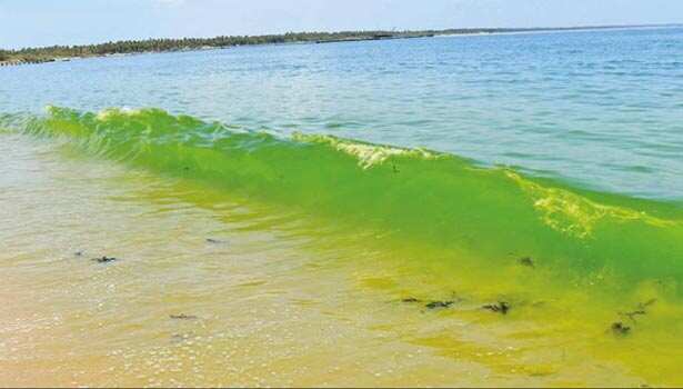 திடீரென பச்சை நிறமாக மாறிய பாம்பன் கடல்; மீன்கள் உயிரிழக்கும் அபாயம்!