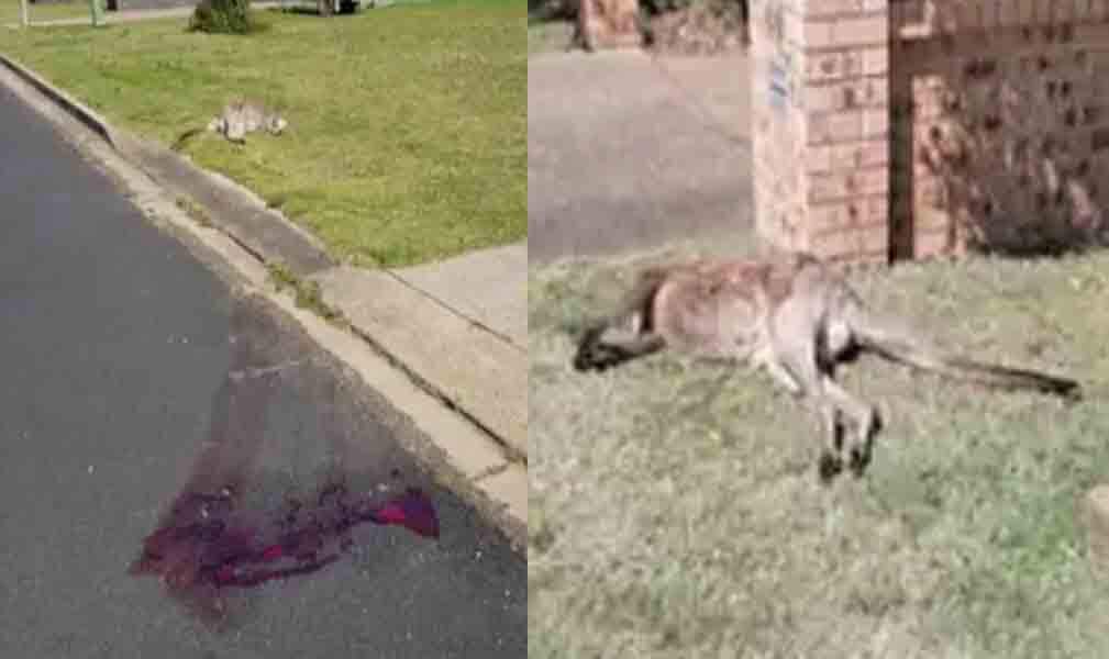 14 கங்காருகள் அடித்துக்கொலை - இளைஞர்கள் காட்டுமிராண்டித்தனம்